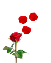 A Bunch Of Red Rose With Green Leaves And Red Petals Flying Above, Isolated On White Background, Di Cut With Clipping Path, A Symbol For Valentines Day