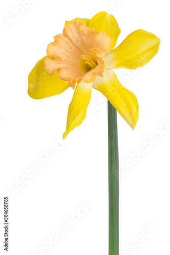 daffodil flower isolated Poster Mural XXL