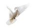 white dove beautifully flies isolated on white