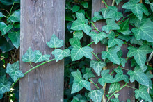 Green Ivy Climbing On Old Brown Wooden Fence