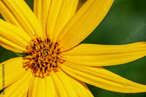 キクイモの花 Comprar Esta Foto De Stock Y Explorar Imagenes Similares En Adobe Stock Adobe Stock