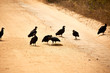 scavenger black vultures carrion birds