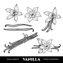 Vector vanilla  hand drawn sketch. Vintage style