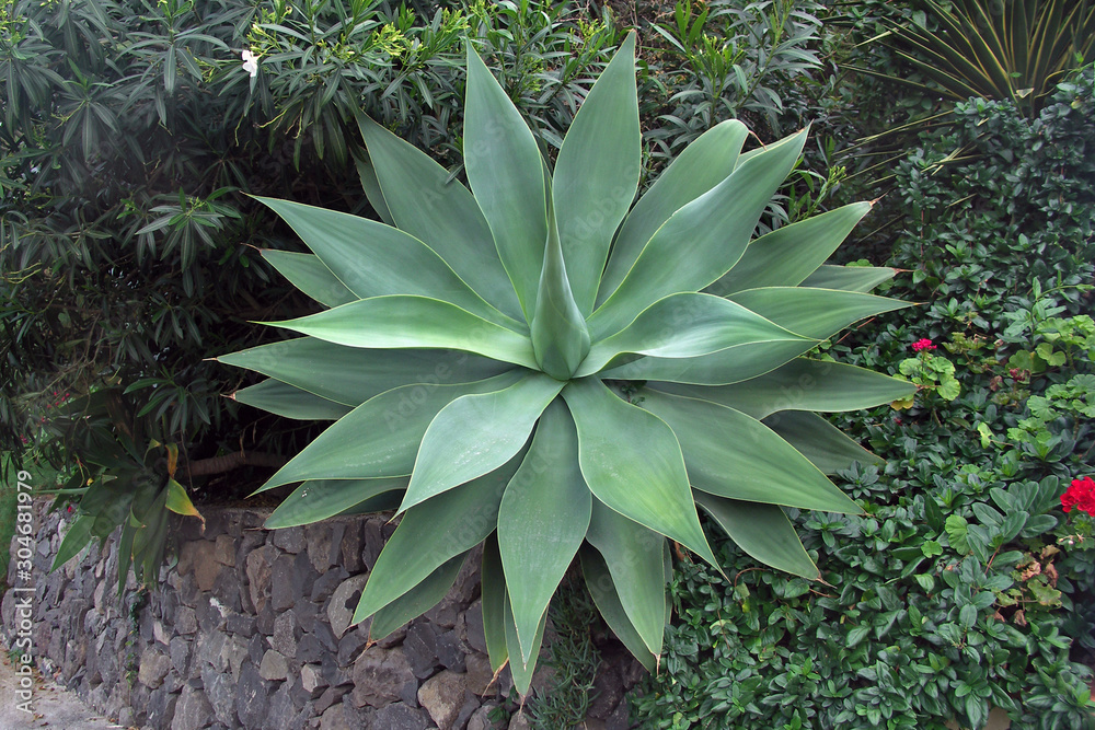 Drachenbaum-Agave (Agave attenuata), Pflanze in Alojera, Gomera, Kanarische  Inseln, Spanien Stock Photo | Adobe Stock