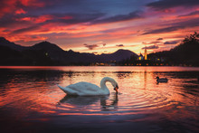 Sunrise At The Beautiful Lake Bled With Swan