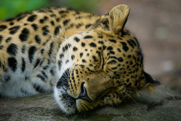 Wall Mural - Amur leopard sleeping