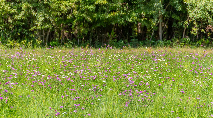 Canvas Print - sunny meadow