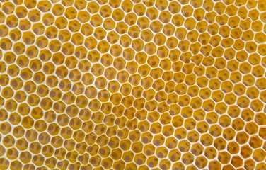 Wall Mural - lots of honeycombs