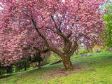 Fototapeta Przestrzenne - Central Park in spring