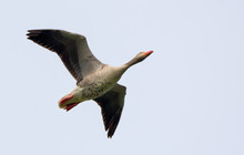 One Greylag Goose Flies Over In Light Sky In Spring