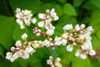 Buckwheat flower. Blossoming buckwheat steam on a green leaves background. Closeup, selective focus