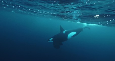 Wall Mural - wild orcas killerwhale underwater, aquatic life media