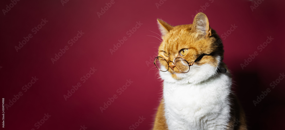 Portrait of short hair british red white cat, wearing eyeglasses, on background of pink coral color. - obrazy, fototapety, plakaty 