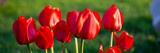 Fototapeta Tulipany - Blooming flowers of red tulips on a green background in the garden.