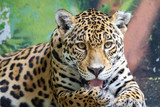 Fototapeta Zwierzęta - Leopard, respectively Panther with latin name Panthera pardus. Front view of the beast.