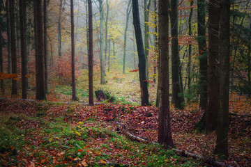 Wall Mural - Mixed forest in autumn with dark tree trunks and colored foliage on a hazy November day, nature landscape in northern Germany