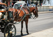 Pferdekutsche wartet auf Kundschaft am Straßenrand