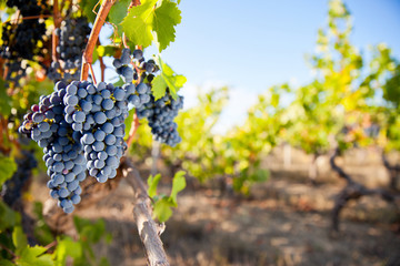 Wall Mural - Grappe de raisin noir dans les vignes en France