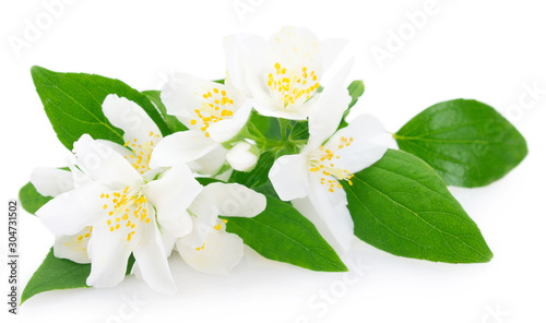 Photographie Fresh jasmine on white background