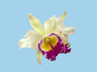 Sticker - Thai cattleya orchid, purple, shades of yellow, isolated on a blue