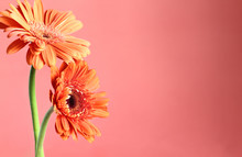 Beautiful Abstract Of Two Orange Colored Gerbera Daisies Against A Coral Colored Background. Copy Space For Your Text. Selective Focus On Center Of Daisies With Blurred Foreground And Background.