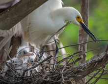 Mama Egret
