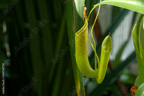 Cuadros en Lienzo Nepenthes carnivorous plant close up