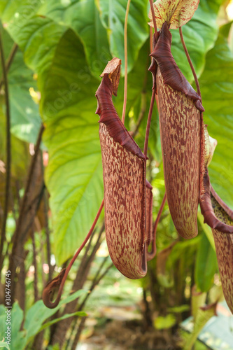 Fotografía Nepenthes truncata exotic carnivorous plants