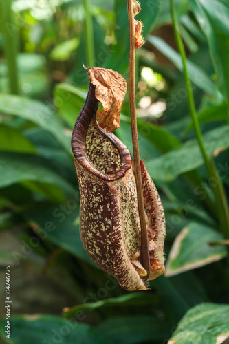 Cuadros en Lienzo Nepenthes rafflesiana exotic pitcher plant
