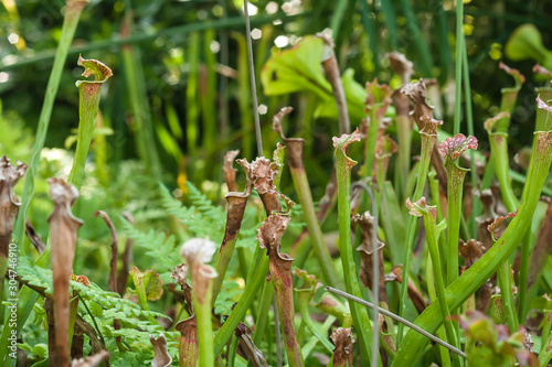Cuadros en Lienzo Sarracenia leucophylla wild carnivorous plant