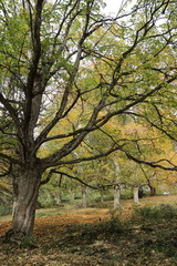 Sticker - tree in the park