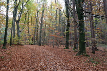 Sticker - path in forest autumn