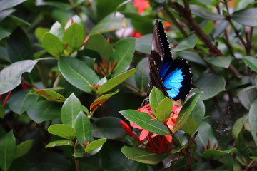 Poster - papilio ulysses