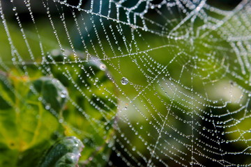 dew on the web