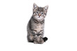 © Djomas - Beautiful little striped cat