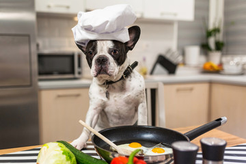 French bulldog cook frying eggs in the kitchen