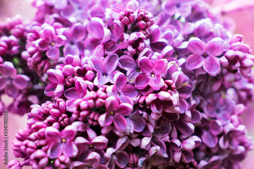 Blooming lilac flowers