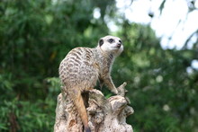 A Meerkat On A Tree Stump Getting Ready To Watch Out For Predators