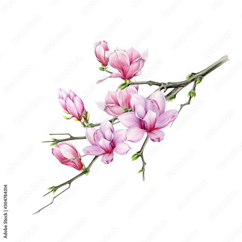 Tender pink magnolia branch with close up flowers watercolor ...