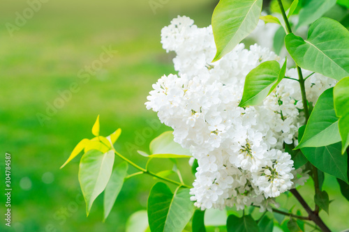 Blooming lilac flowers
