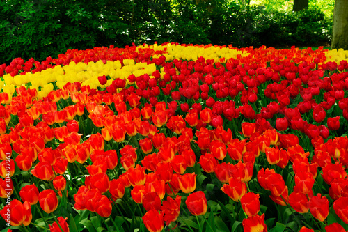 Rows of tulip flowers