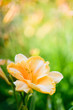 Daylily (Hemerocallis) flower