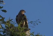 Closeup Shot Of A Beautiful Hawk Witting In The Nest On Blue Background