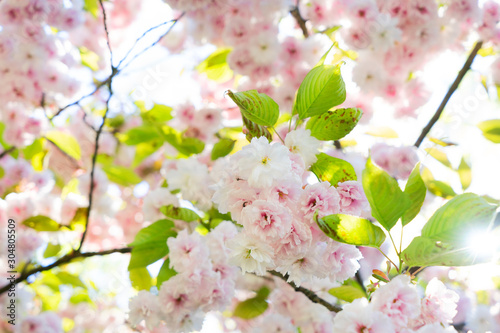 Cherry tree blossom