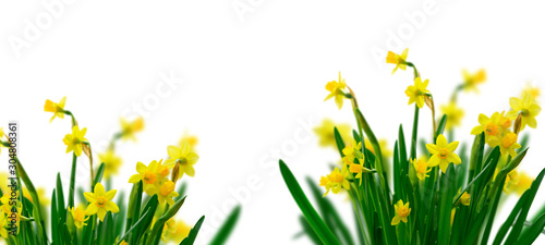 Yellow daffodil flowers Poster Mural XXL