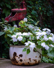 Garden Decoration On Front Step Of White Enamelware Pot And Red Pump Jack. White Impatiens Flowers Growing And Spilling Over. Ivy Climbing On Brick Wall In Background. 