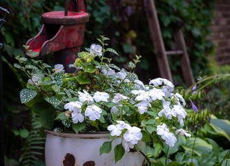 Wall Mural - garden decoration on front step of white enamelware pot and red pump jack. white impatiens flowers growing and spilling over. Ivy climbing on brick wall in background. 