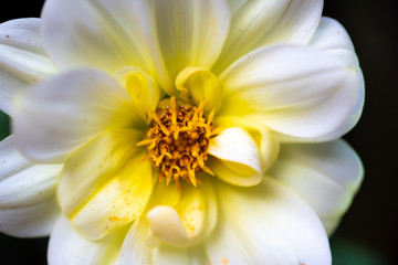 Wall Mural - white dahlia flower with yellow center. intentional shallow depth of field for a soft look. dark background and green foliage and leaves
