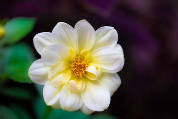 Wall Mural - white dahlia flower with yellow center. intentional shallow depth of field for a soft look. dark background and green foliage and leaves