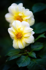 Wall Mural - white dahlia flower with yellow center. intentional shallow depth of field for a soft look. dark background and green foliage and leaves